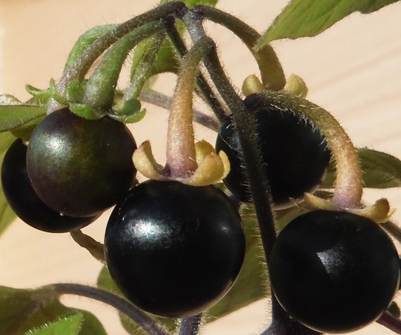 【種子を出品】◆　ワンダーベリー Solanum retroflexum 15粒/食用果実/矮性_黒くて甘い宝石の様な果実です