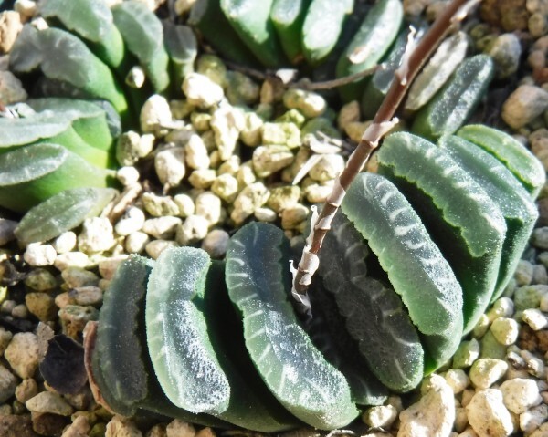 【種子を出品】◆　ハオルチア トルンカータ(玉扇) GM313 Haworthia truncata 5粒/原種_窓には白いラインが入ります