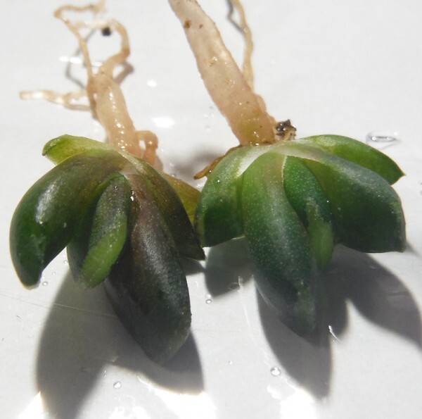 【種子を出品】◆　ハオルチア トルンカータ(玉扇) GM313 Haworthia truncata 5粒/原種_幼苗のイメージです(出品物は種子です)