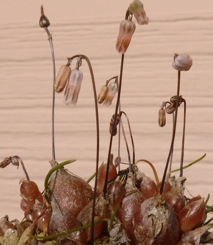 【種子を出品】◆　リタンサス プシルス(ドリミア ユニフローラ) Litanthus pusillus 20粒/球根植物_かなりユニークな咲き方です(初夏)