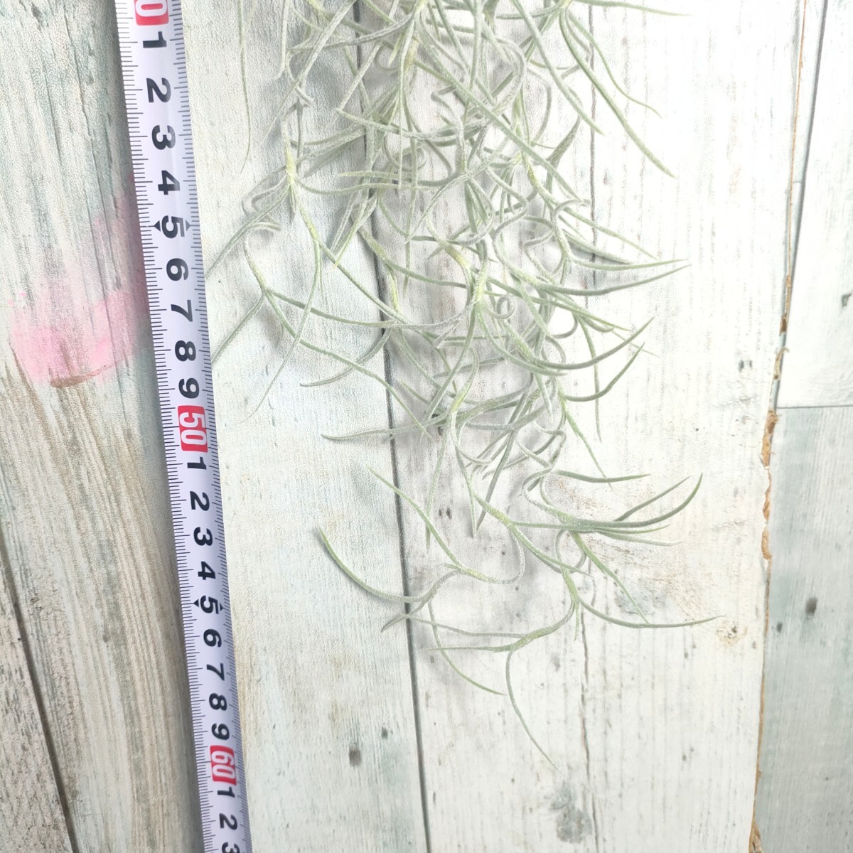 [50cm]chi Ran jiau Sune oitesspanishu Moss tillandsia usneoides cyrkt воздушный растения декоративное растение 