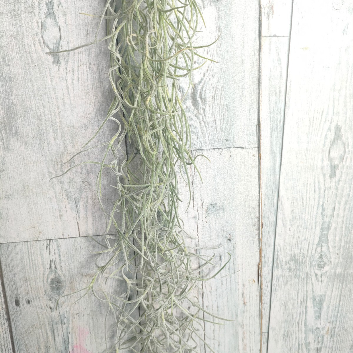 【50cm】 チランジア　ウスネオイデス　スパニッシュモス　tillandsia usneoides cyrkt エアプランツ　観葉植物_画像4