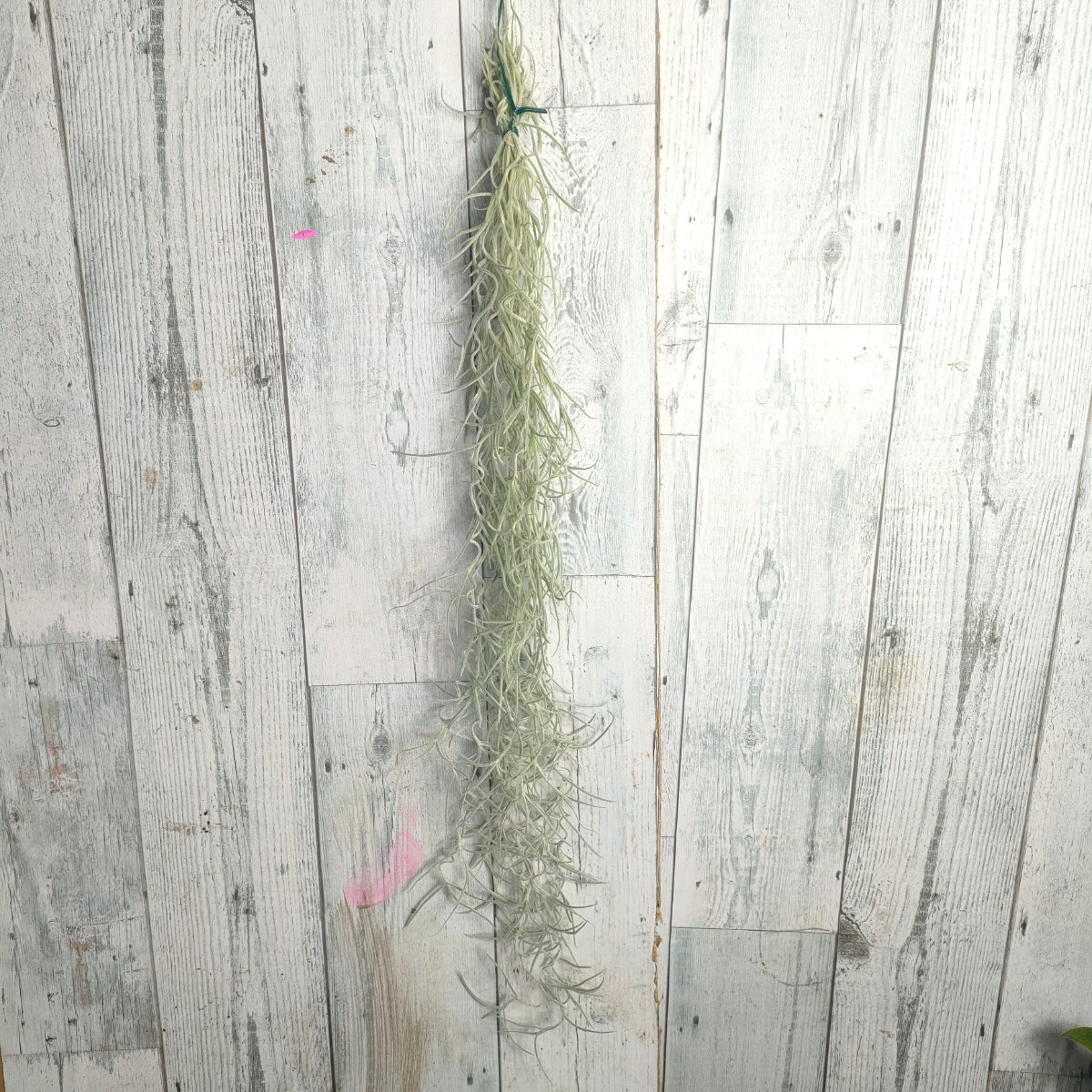 [50cm]chi Ran jiau Sune oitesspanishu Moss tillandsia usneoides cyrkt air plant decorative plant 