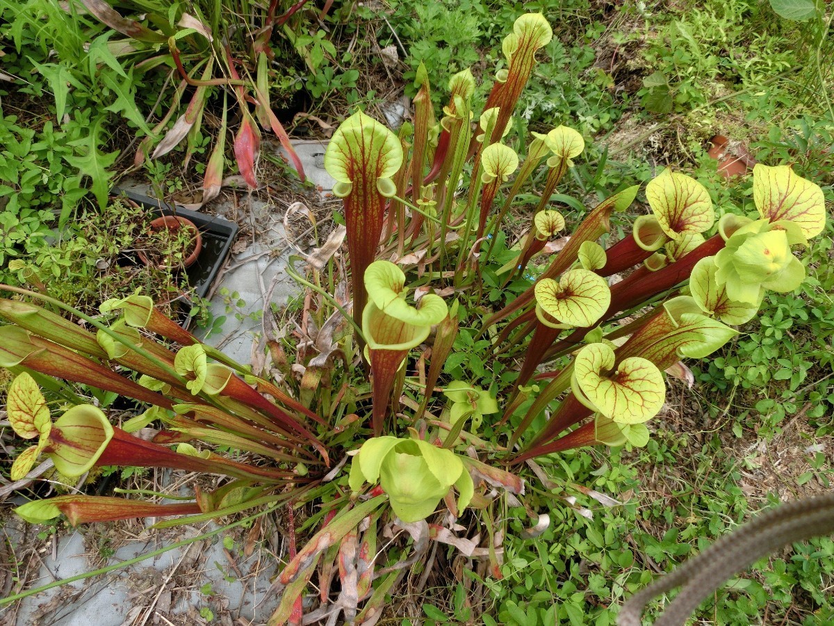 食虫植物 サラセニア フラバ var. rubricorpora MK F111 株分け苗 1鉢の画像5