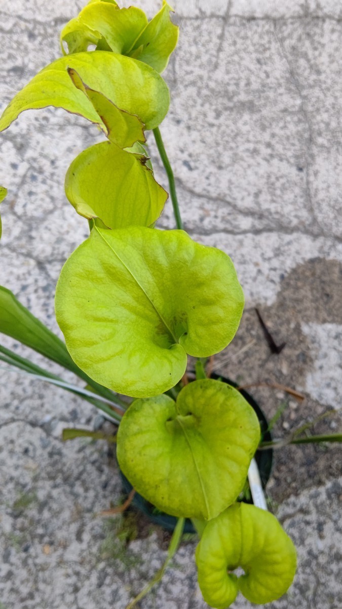 食虫植物　サラセニア フラバvar. rugelii MK　F14A 株分け苗　1鉢_画像5