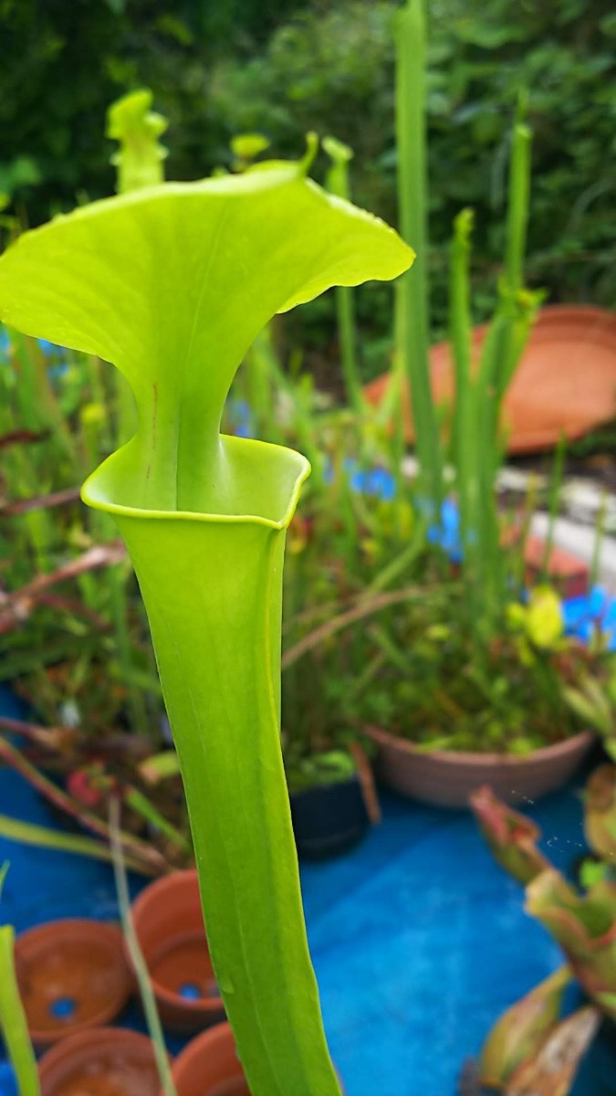 食虫植物 サラセニア フラバ var. flava MK F80 株分け苗 1鉢の画像4