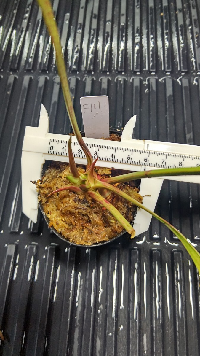 食虫植物 サラセニア フラバ var. rubricorpora MK F111 株分け苗 1鉢の画像2