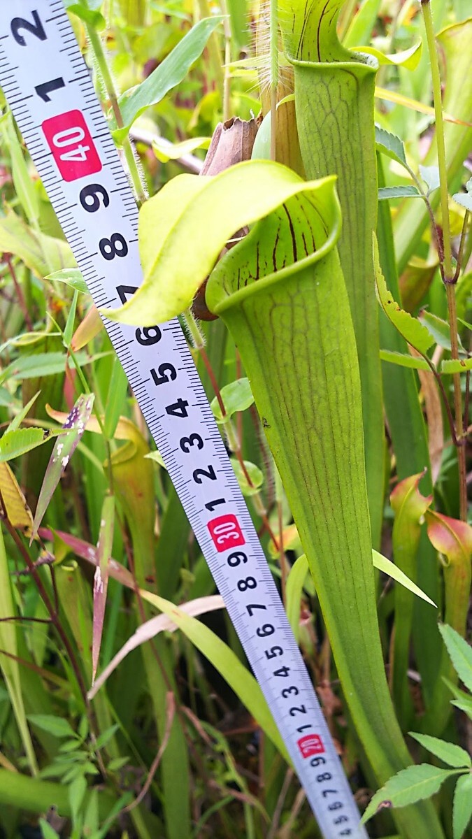 食虫植物 サラセニア アラタ var. alata MK A61B 株分け苗 1鉢の画像3