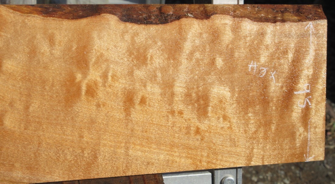 * tree . shop i Taya maple board shop maple . equipped small articles made . thickness 17*13-31