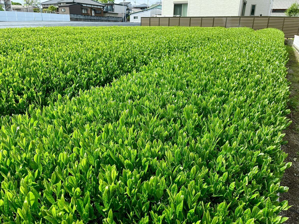 2024年産 新茶 静岡県産 送料無料 深むし茶　極上煎茶１００ｇ×3袋 深蒸茶　緑茶！父の日に最適　風味香抜群！_画像2