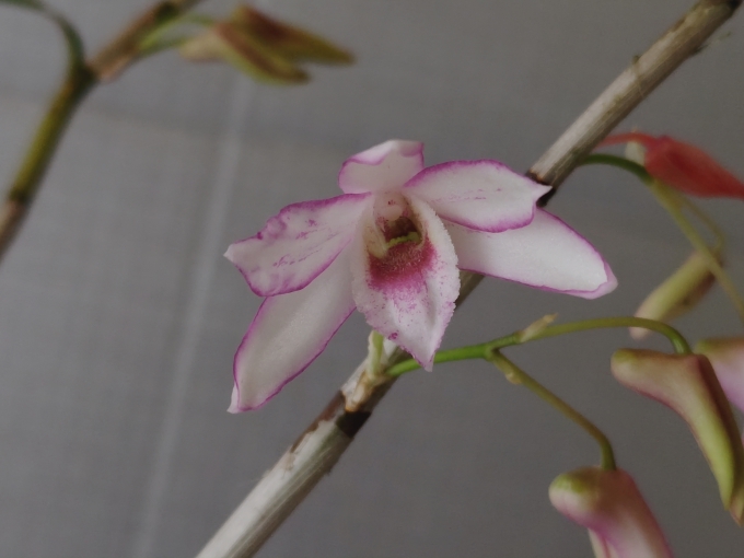 覆輪花 大株 開花中セッコク・洋蘭・デンドロ・蘭・山野草・デンドロビウム・洋ラン_画像1