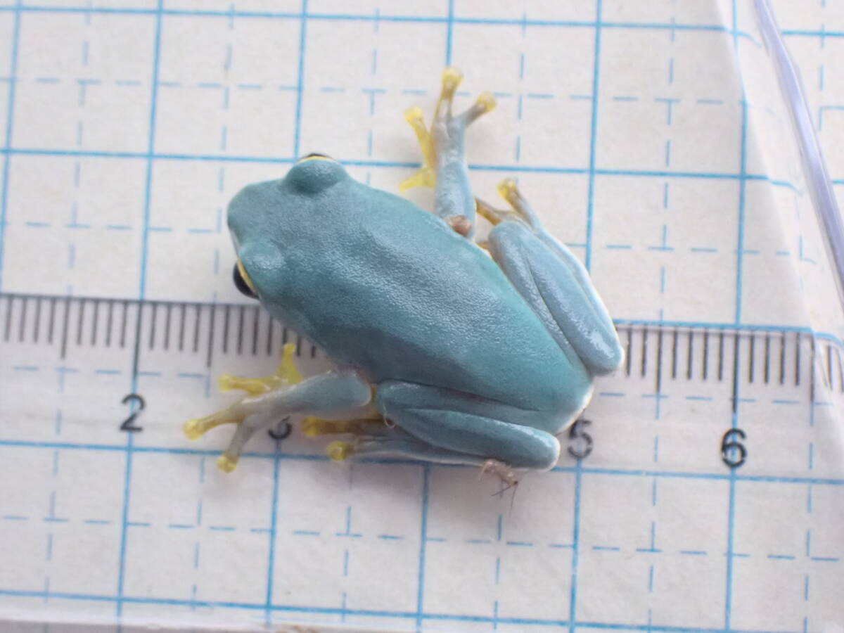 GW special price!yaeyama blue ga L Ishigakijima production CB 2024.03 month landing individual after the bidding successfully addition possibility . frog 