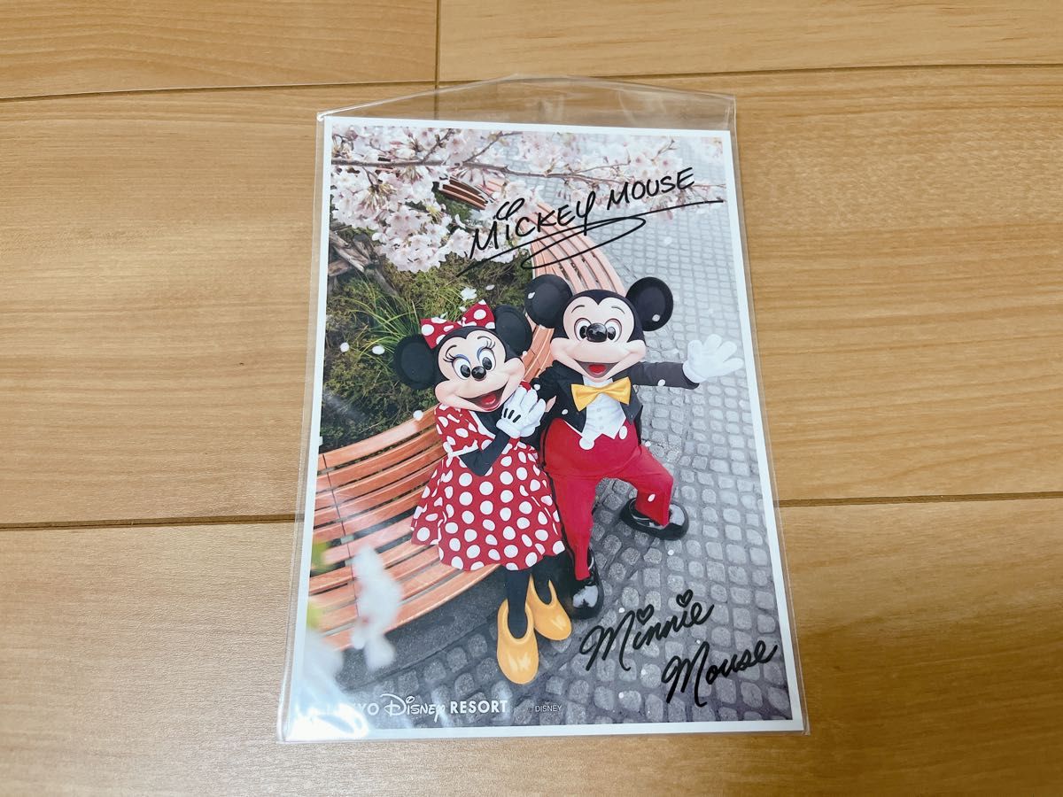 ディズニー ポストカード 写真 公式 ミッキー ミニー