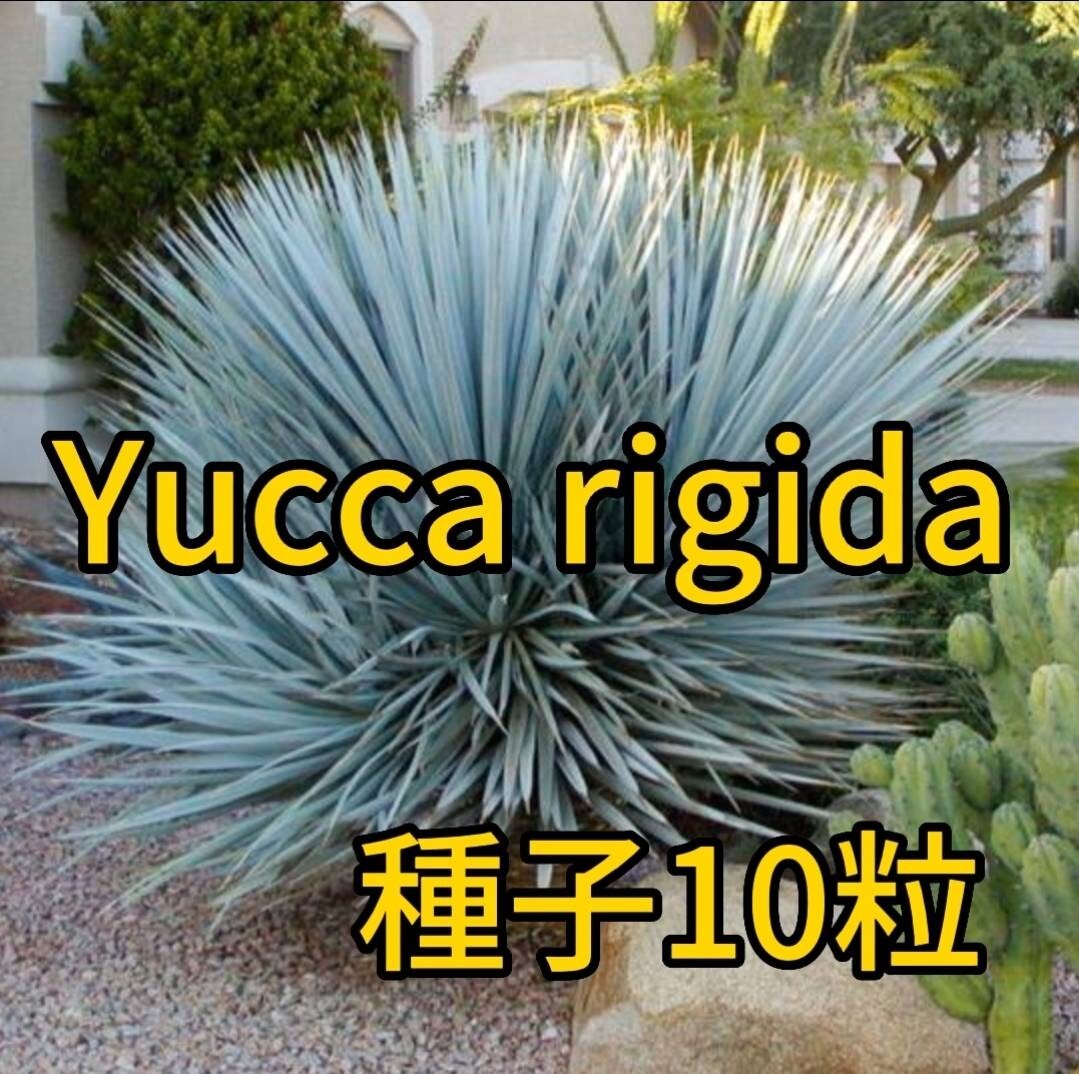 [ seeds ] yucca ligida seeds 10 bead Yucca rigida 5 month arrival 