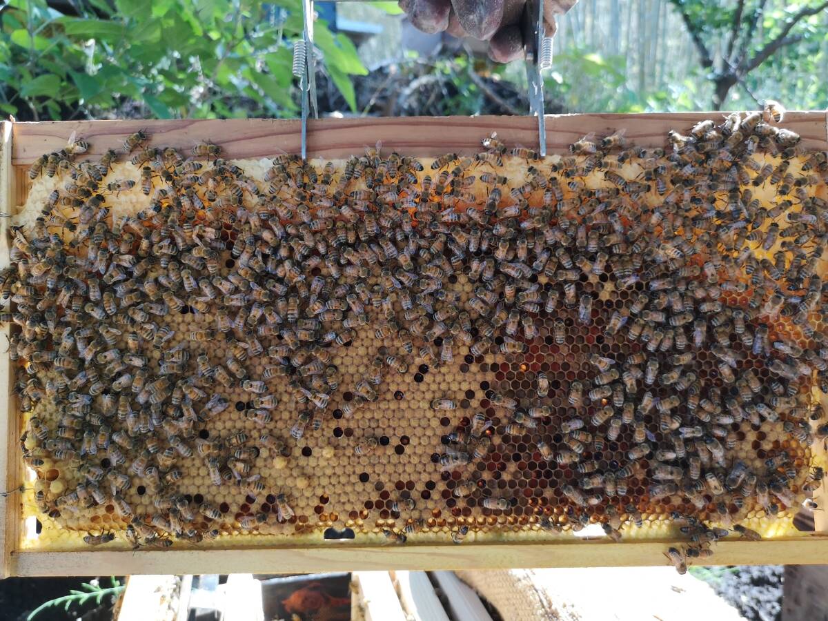 西洋ミツバチ（越冬明け3枚群の出品）輸送専用段ボール箱入、種蜂、花粉交配_画像3