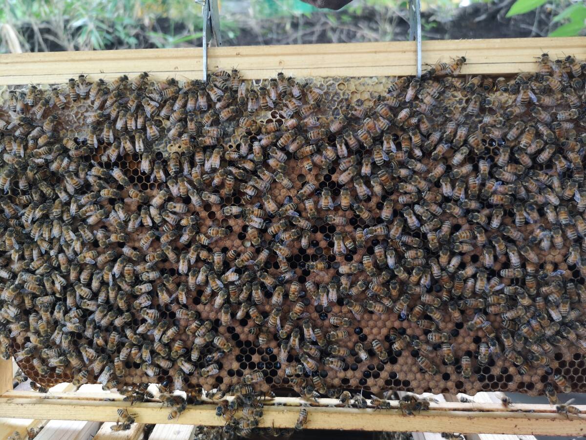 西洋ミツバチ（越冬明け3枚群の出品）輸送専用段ボール箱入、種蜂、花粉交配_画像2