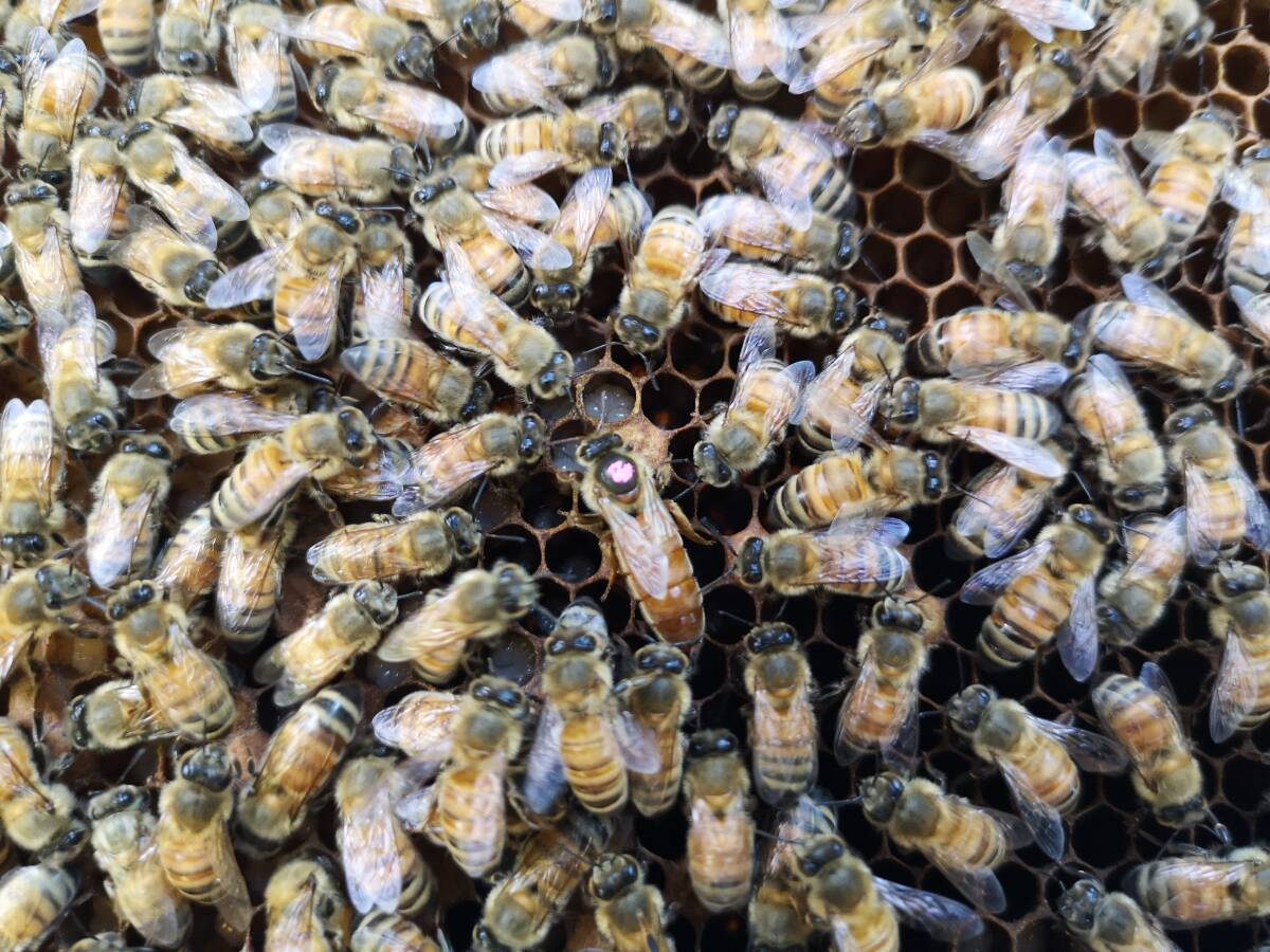 西洋ミツバチ（越冬明け3枚群の出品）輸送専用段ボール箱入、種蜂、花粉交配　R5.07女王_画像1