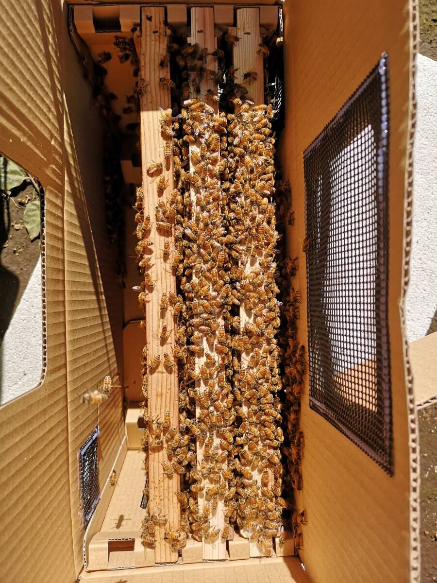 西洋ミツバチ（越冬明け3枚群の出品）輸送専用段ボール箱入、種蜂、花粉交配_画像5