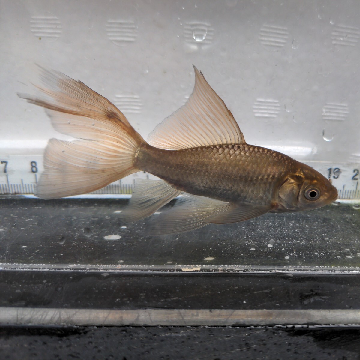 金曜日発送（31日）【宮城鉄魚飼育研究会】錆鉄魚（小）④10センチくらい_画像1