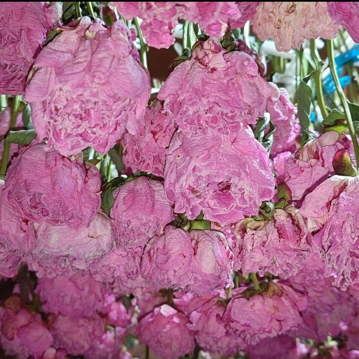 【芍薬】ドライフラワー 農家直送 おまかせ5本セット シャクヤク 切り花 花材