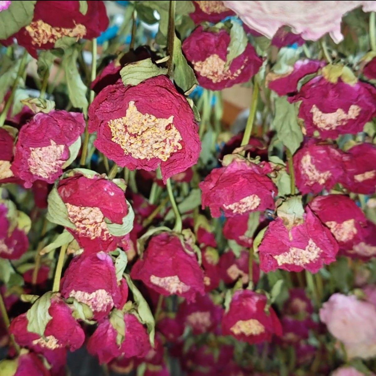 【芍薬】ドライフラワー 農家直送 おまかせ5本セット シャクヤク 切り花 花材