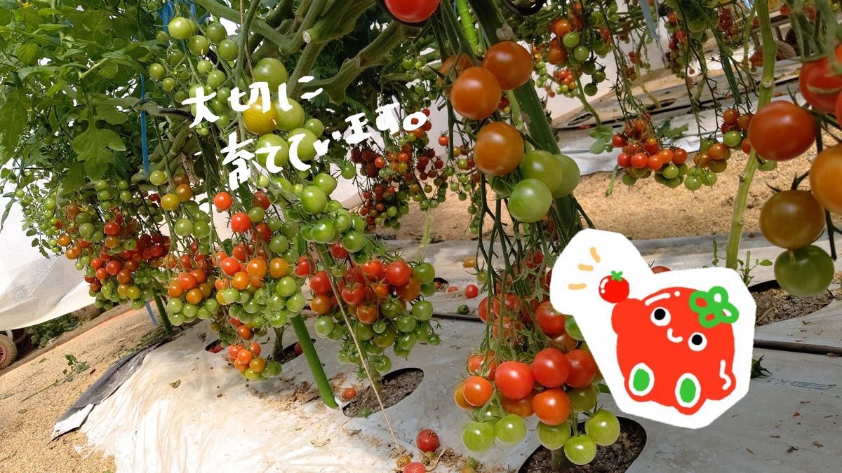 【 ＧＷ特価！お得です  】 熊本県産 完熟ミニトマト2kg