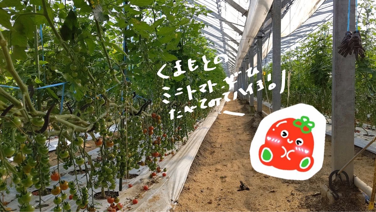 【 お買い得！完熟新鮮！ 】 熊本県産 完熟ミニトマト2kg