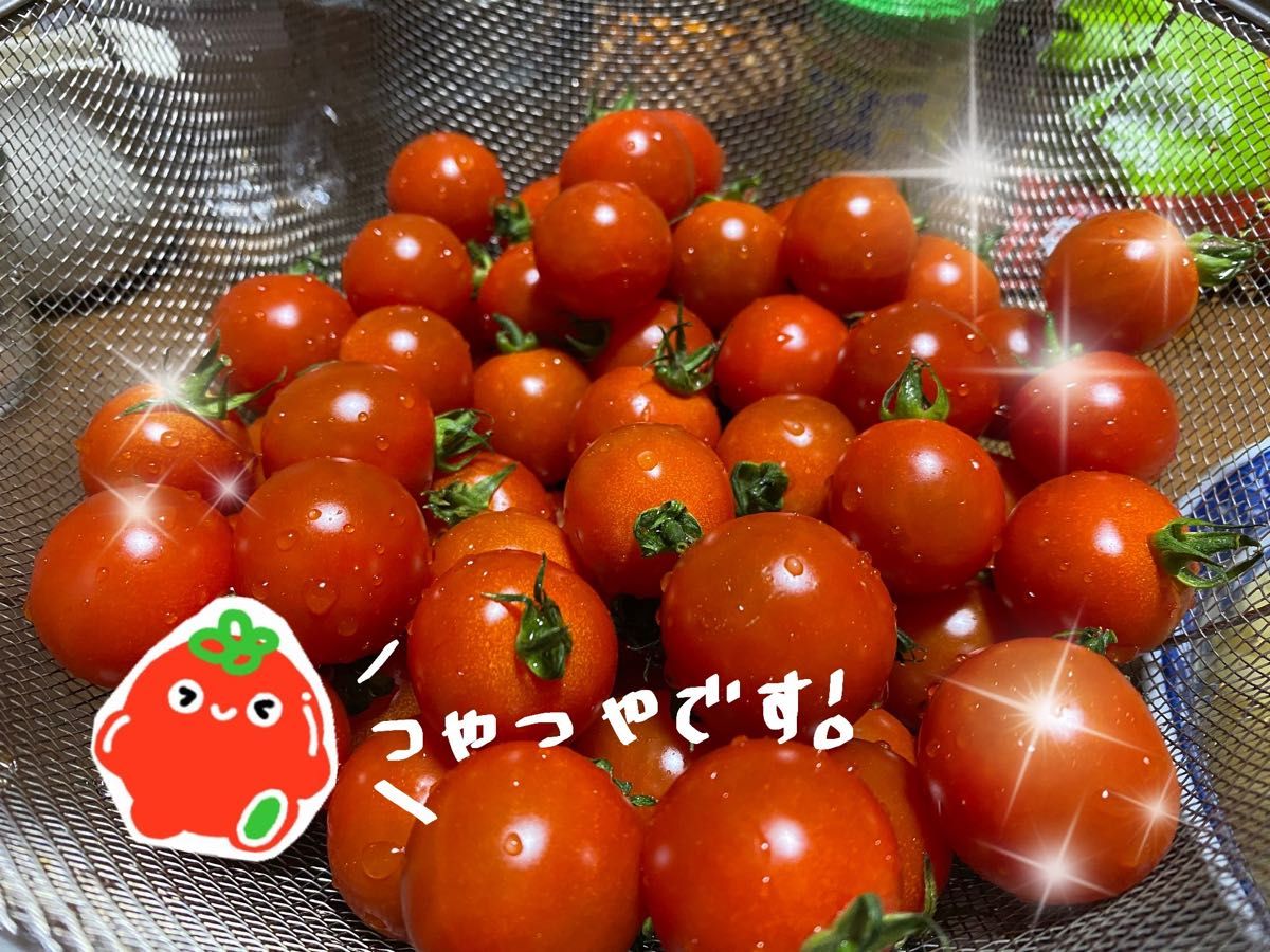 【 お買い得！完熟新鮮！ 】 熊本県産 完熟ミニトマト2kg