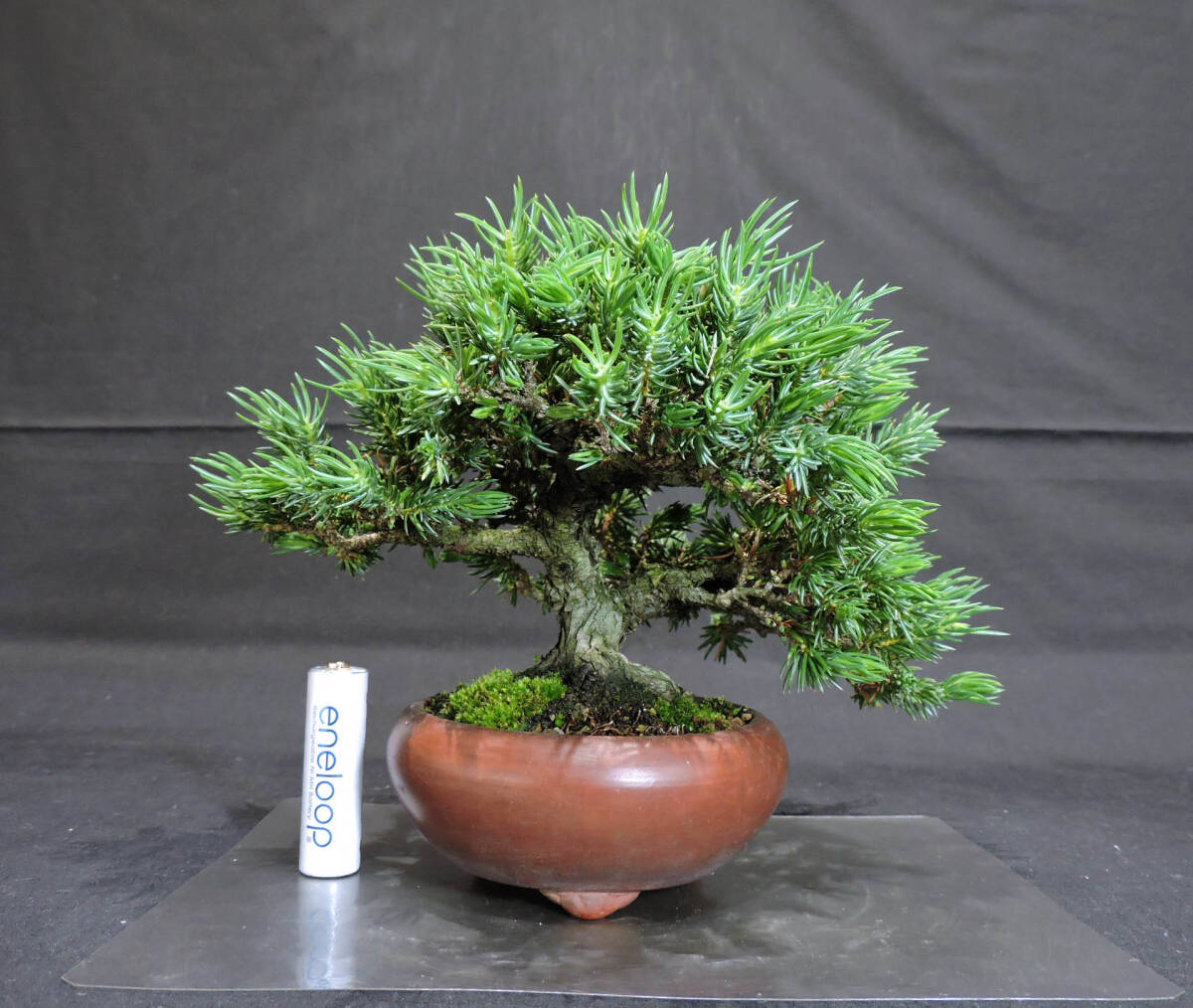 Yahoo!オークション - 杜松 盆栽 奥行16cm 横幅19.5cm 高さ15cm Yahoo!オークション - 杜松 盆栽 奥行16cm 横幅19.5cm 高さ15cm