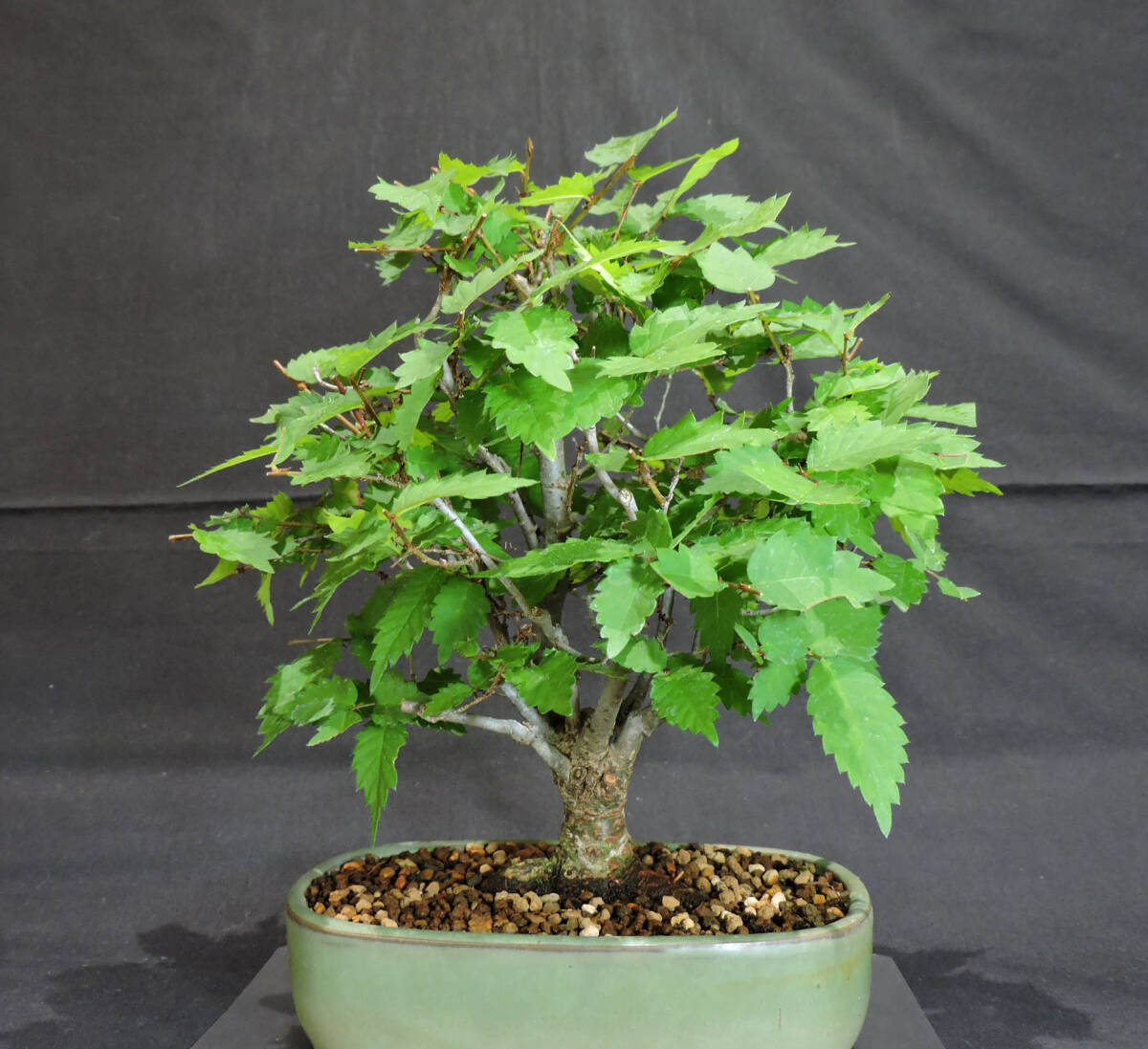 keyaki bonsai depth 18cm width 20cm height 24cm