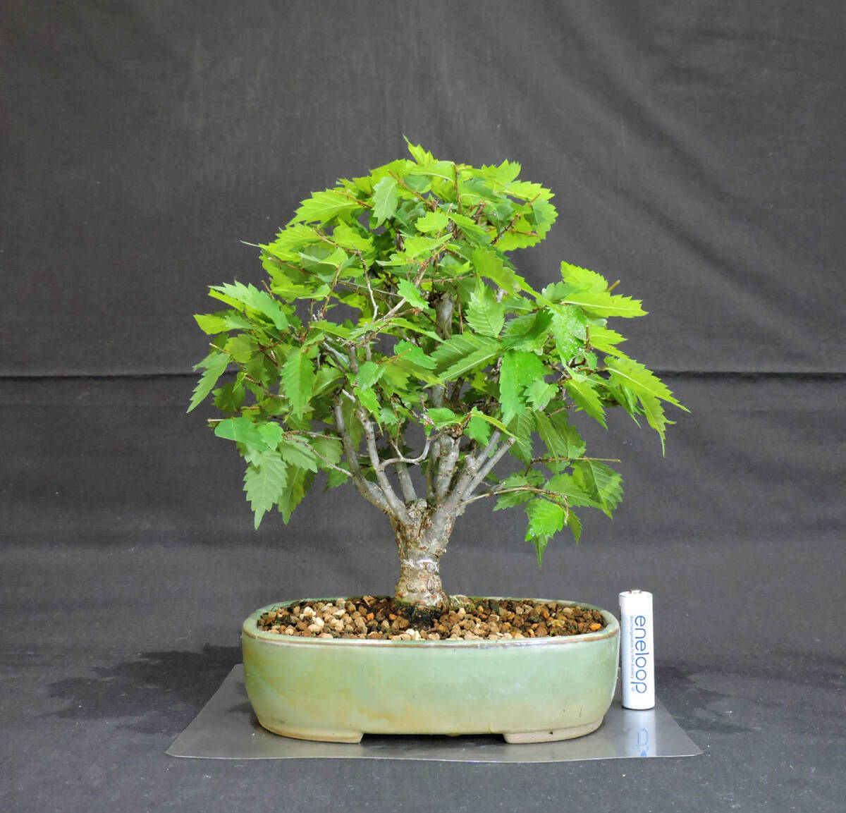 keyaki bonsai depth 18cm width 20cm height 24cm