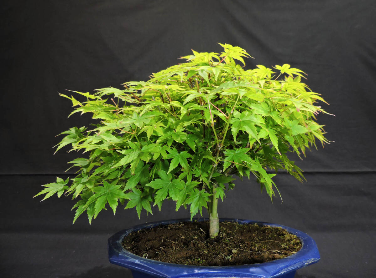  maple Kiyoshi . maple (kiyohi memory miji/momiji) bonsai seedling plastic pot depth 27cm width 28cm height 27cm ( store receipt un- possible )