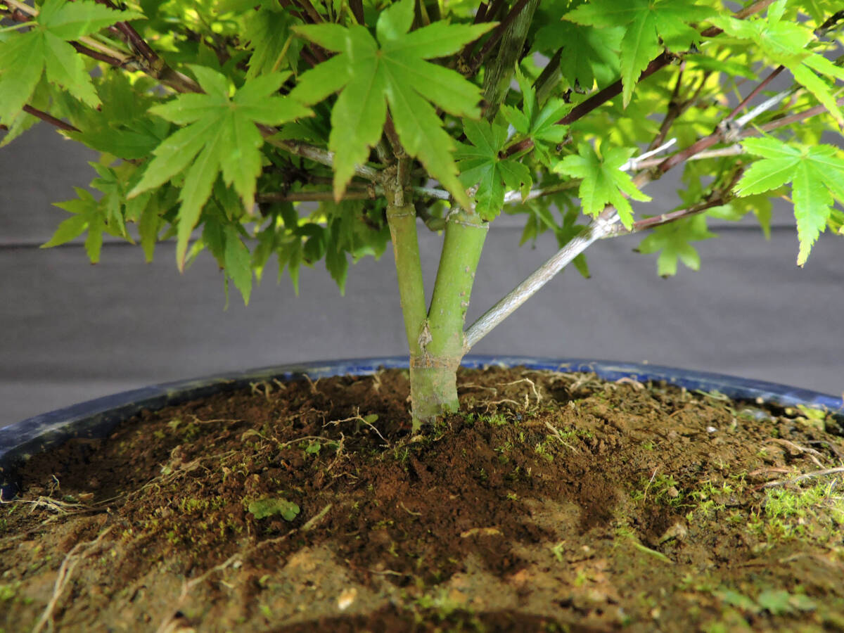  maple Kiyoshi . maple (kiyohi memory miji/momiji) bonsai seedling plastic pot depth 27cm width 28cm height 27cm ( store receipt un- possible )