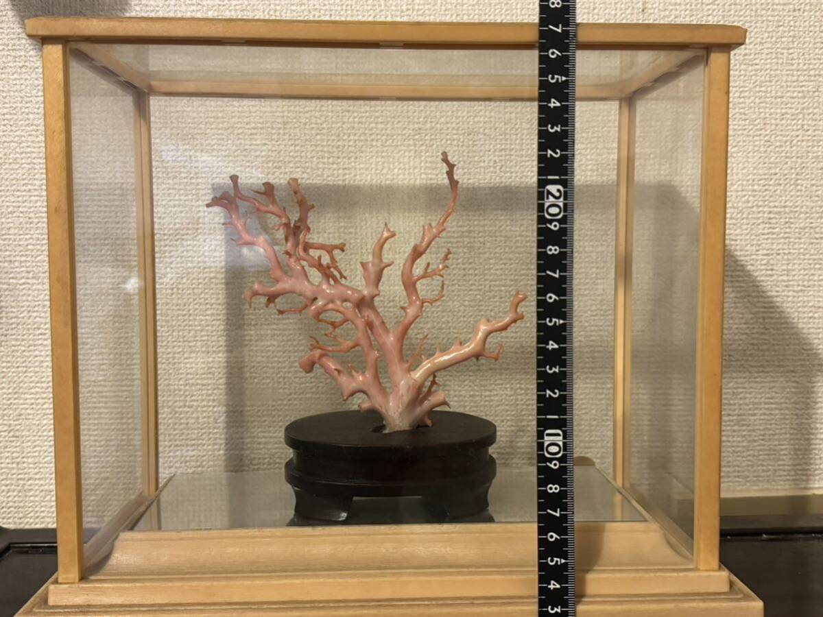 天然珊瑚 置物 珊瑚 原木 ガラスケース入り_画像5