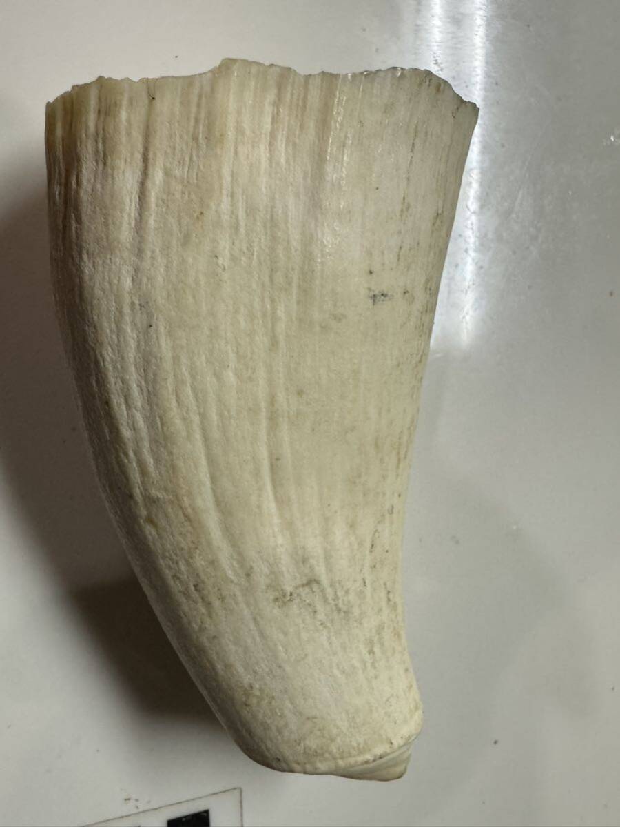 抹香鯨 マッコウクジラ 鯨歯　置物 重さ186.8g_画像2
