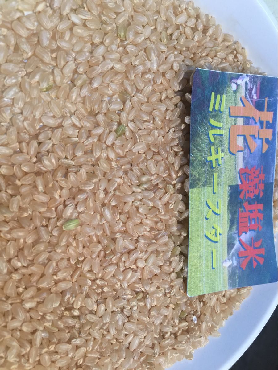 ☆令和５年ミルキークイーンの改良新品種☆ミルキースター  花藻塩米　玄米１.5キロ以上2キロ以内