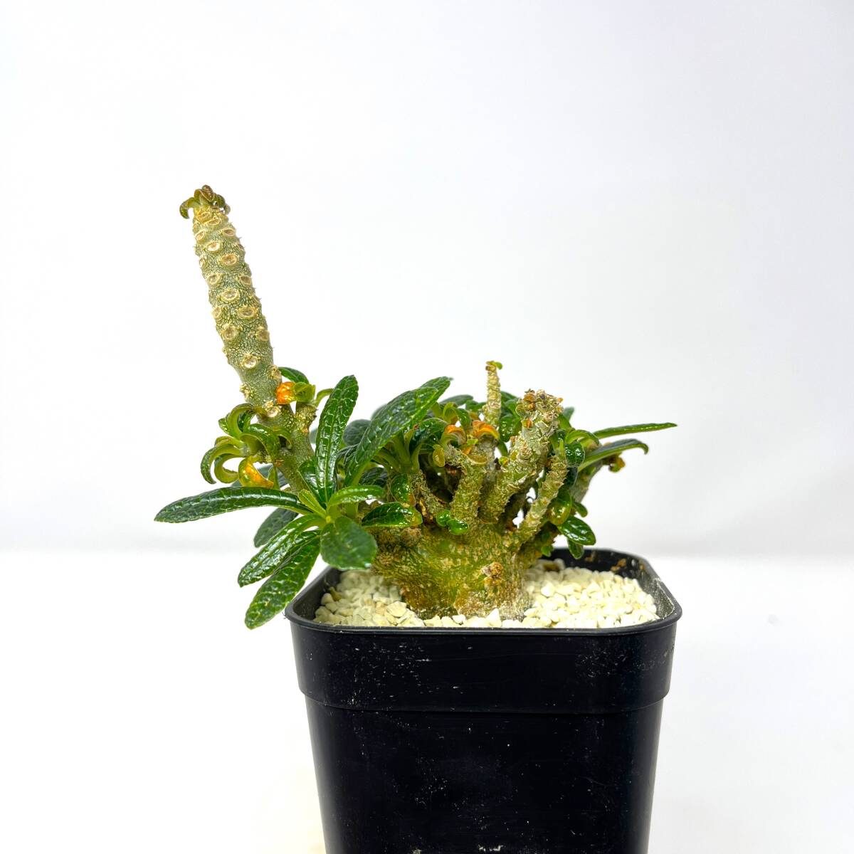 ドルステニアギガス★Dorstenia gigas★実生株★ずんぐり型★根本幅34mm_画像4