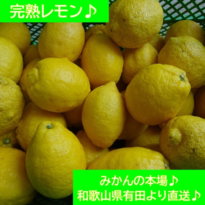 完熟レモン♪ 4kg♪ 和歌山県有田より♪ 【送料無料！】 農家直送♪ みかんの本場♪ 正味重量4kg♪ 【ホド落ち】_画像3