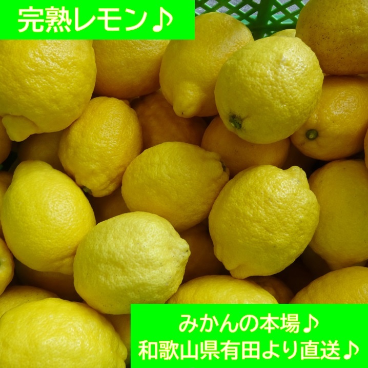 完熟レモン♪ 4kg♪ 和歌山県有田より♪ 【送料無料！】 農家直送♪ みかんの本場♪ 正味重量4kg♪ 【ホド落ち】_画像1