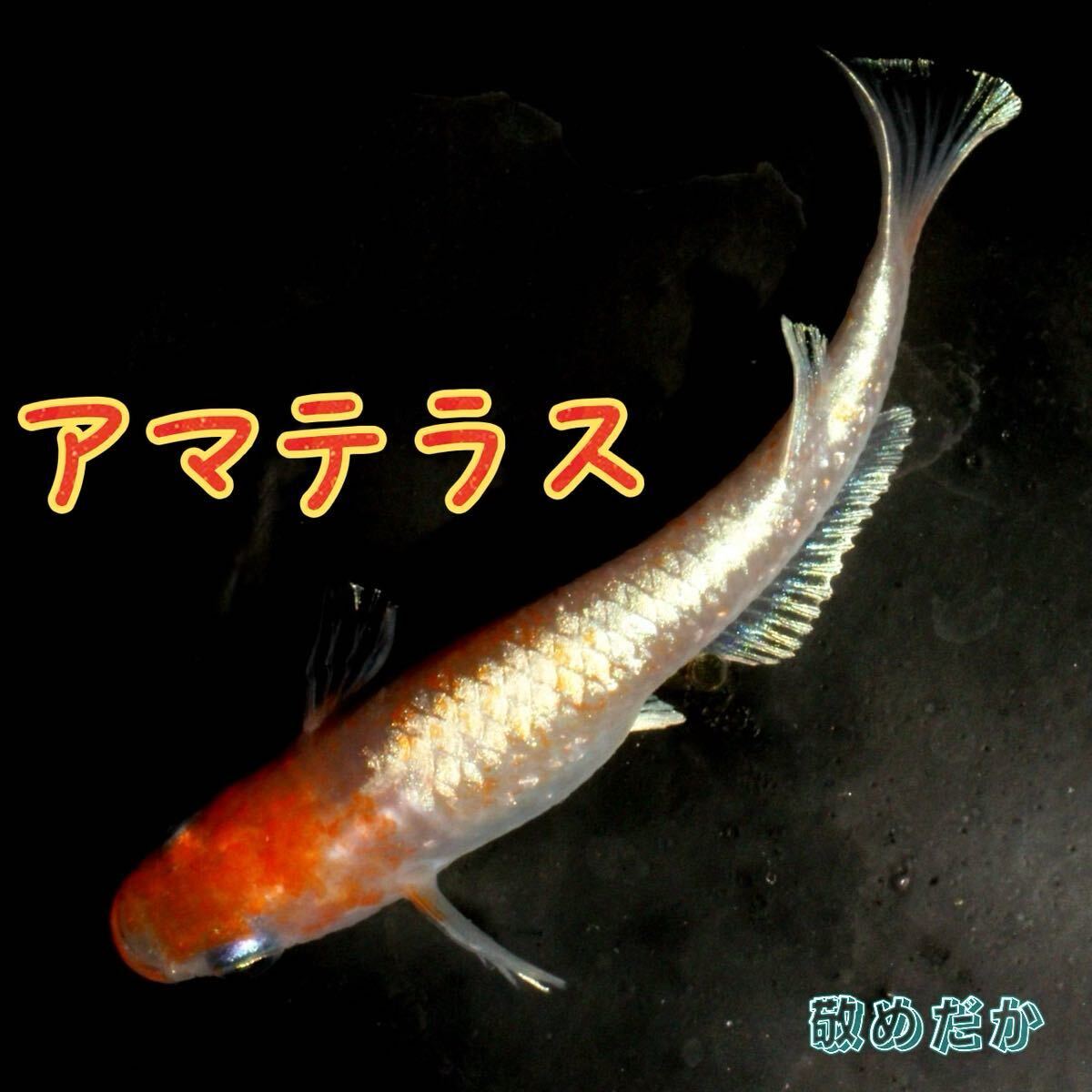 アマテラス　稚魚１０匹　紅白　体外光　メダカ　めだか　鱗光　敬めだか_画像1