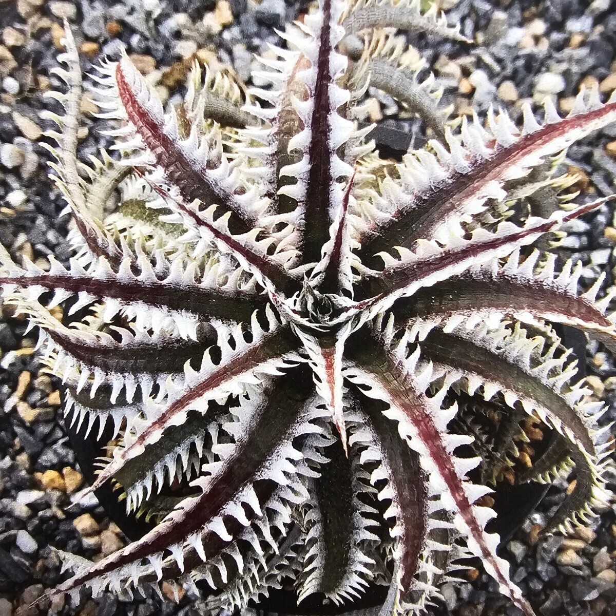 OTTO 新品種　ディッキア 　　　Dyckia 　Foxy eyes　　　整理77-3_画像1