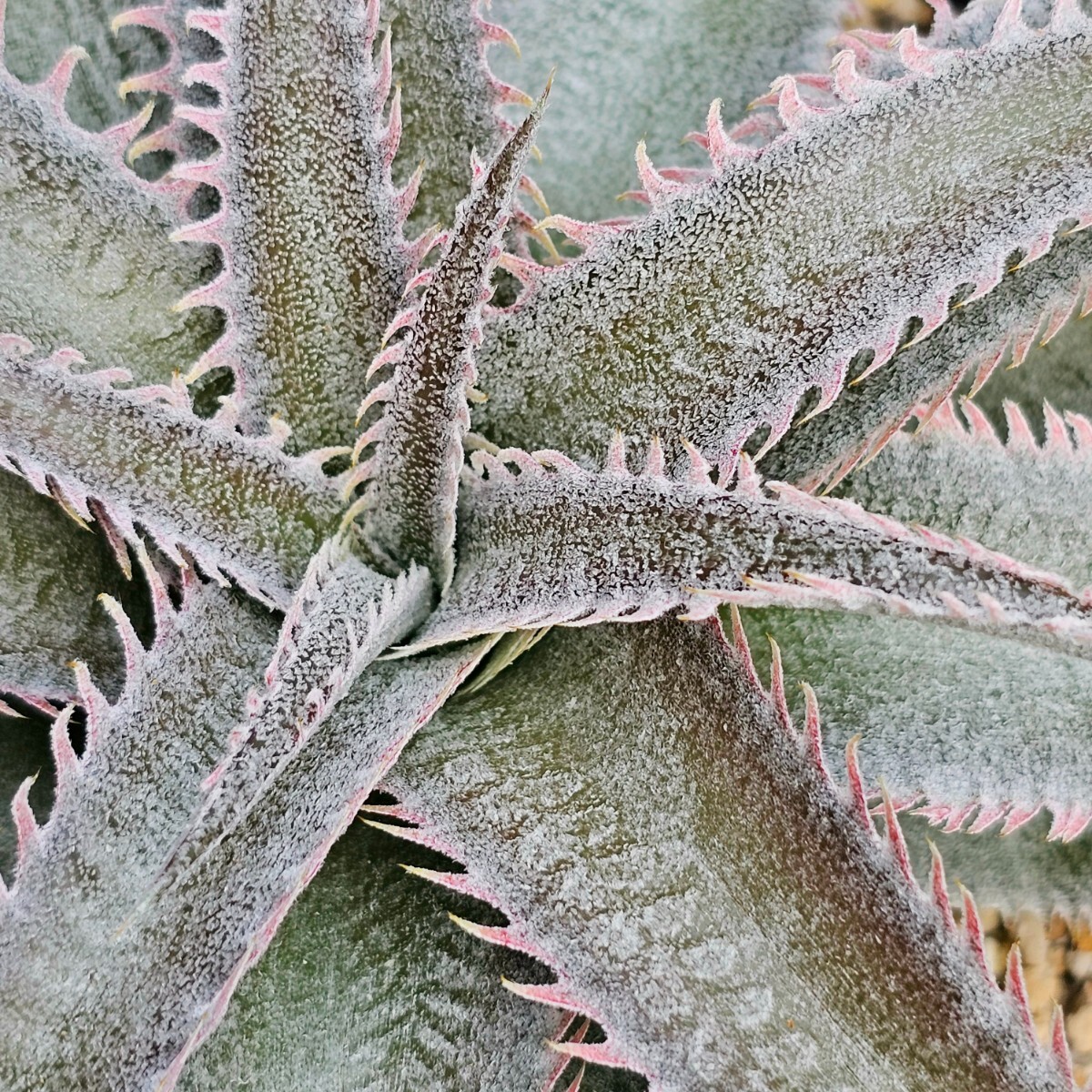 ピンク　ディッキア　ピンクスパイン　Dyckia ML pink spine　子株　　整理1-18_画像4