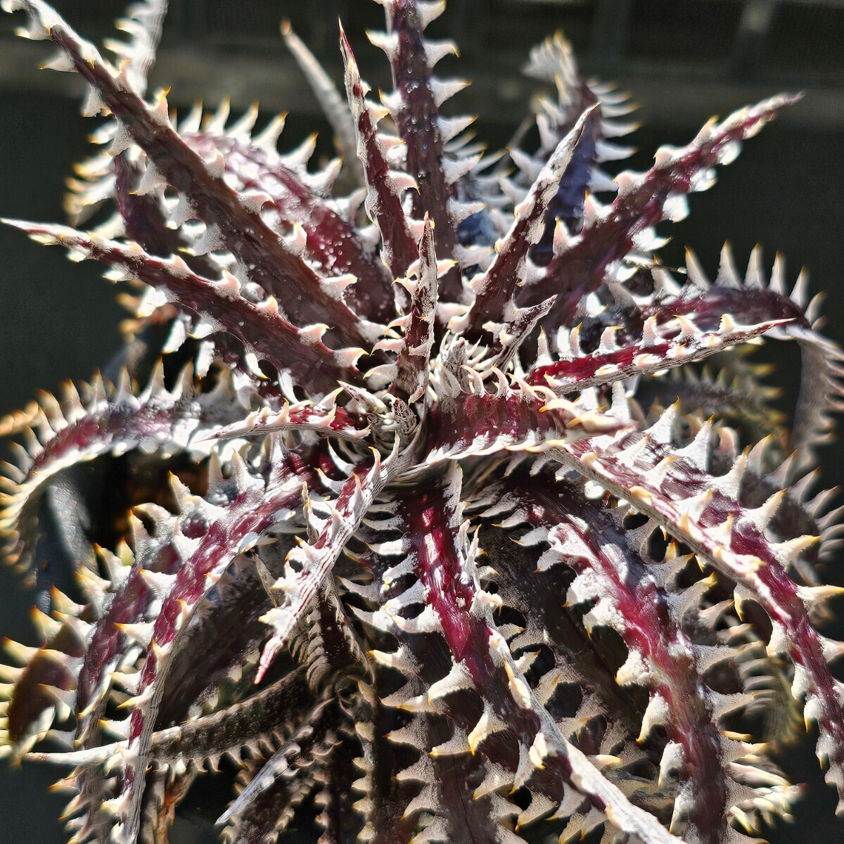 ti Kia Dyckia Bone × Siam Ruby Kiss. АО 