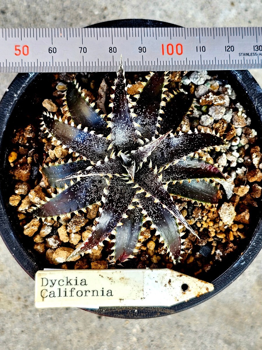 美株　ディッキア Dyckia　 California_画像3