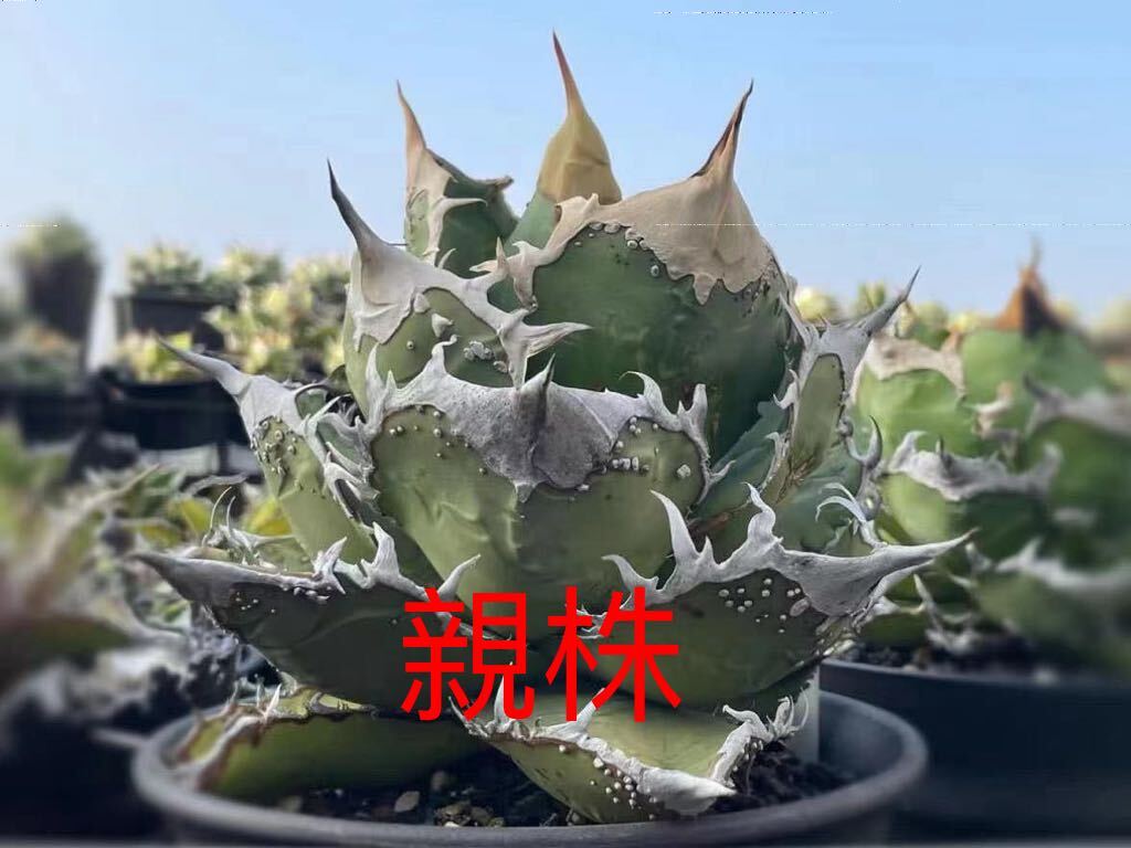 【馭龍閣】a98 アガベ 星空 イボ外リッジ外棘AGAVE TC株 Agave titanota OAXACA_画像1