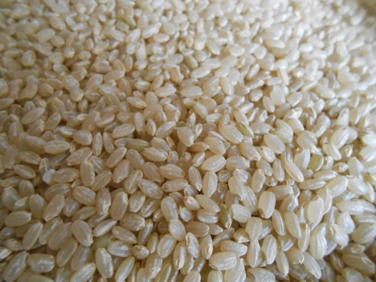 ２０２２年度米　京都府綾部産こしひかり玄米　約３０ｋｇ　_画像2