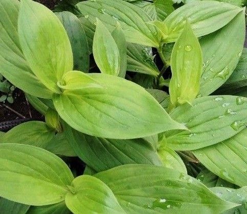 ホトトギス　山の草　茶花　3株  