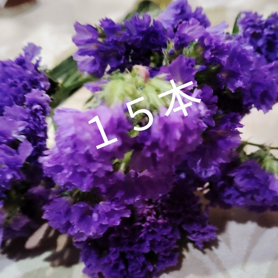 スターチス　ドライフラワー　15本　紫