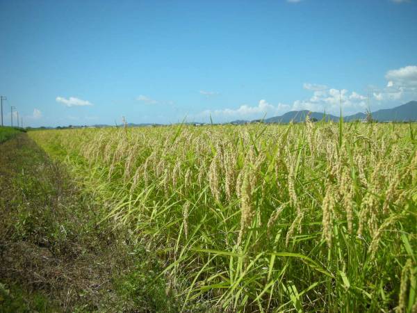 【越乃】令和5年減農薬栽培★新潟コシヒカリ白米１０kg（5㎏2袋）_画像2