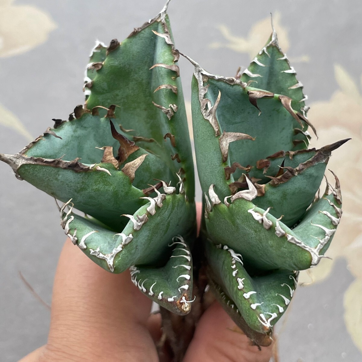 G1498アガベ チタノタ 蟹 カニ Agave2株_画像1